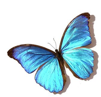 YETKİN AKSUNGUR - KELEBEK