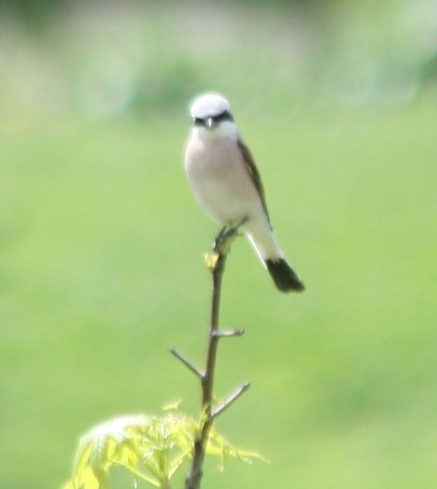 ANTAKYA KÜLTÜR VE SANAT DERGİSİ - SAYI 2
