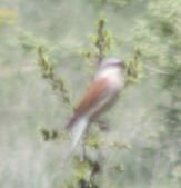 Kızıl Sırtlı Örümcek Kuşu