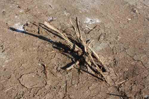 ODTÜ'de Kökünden Sökülerek Taşınacağı Söylenen Ağaçlar ya da Katliamın Fotoğrafları
