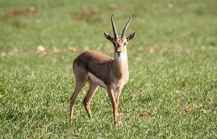 GAZELLA GAZELLA - VIDEO