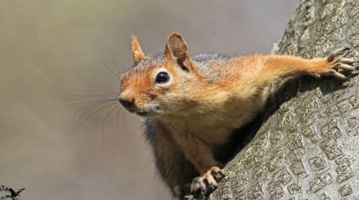 SİNCAP KADİFE İLE KİMSESİZLER